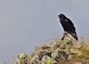 49 Sul cocuzzolo della montagna probabile corvo imperiale 
